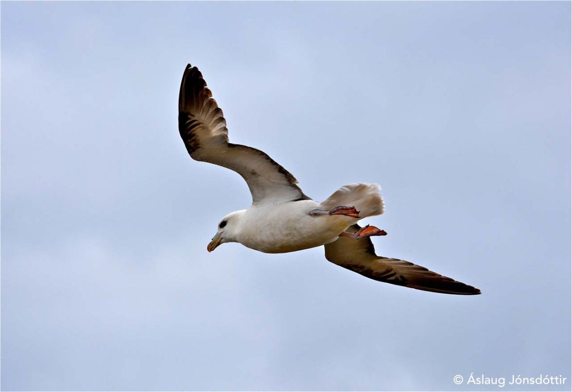 FyllFulmarisAslaugJ2web