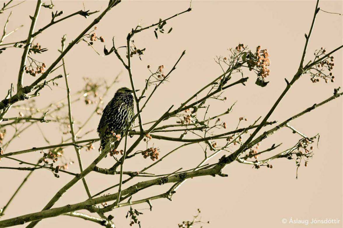 Holavallak2©AslaugJ