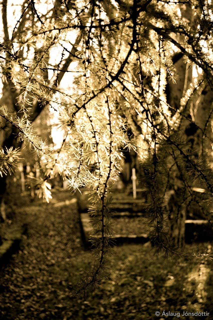 Holavallak5©AslaugJ