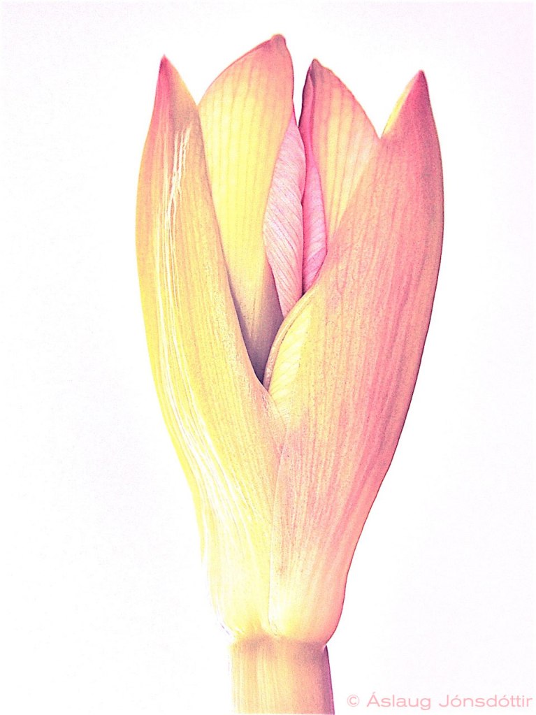 23feb2014blom2-AslaugJ