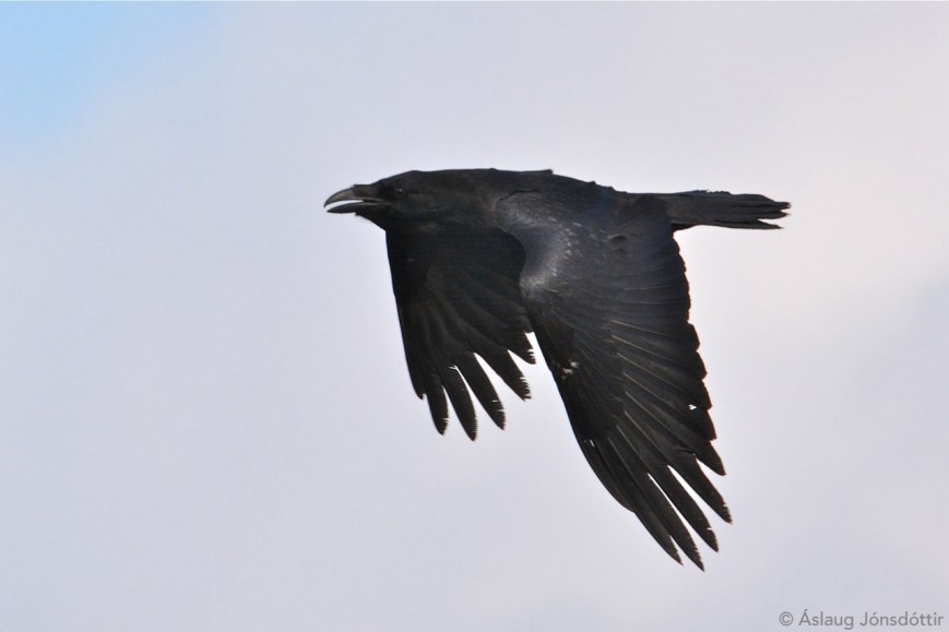 Hrafn2