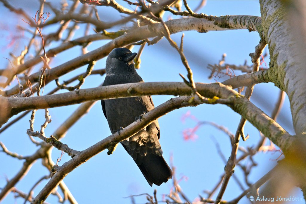 Dvergkráka©AslaugJons