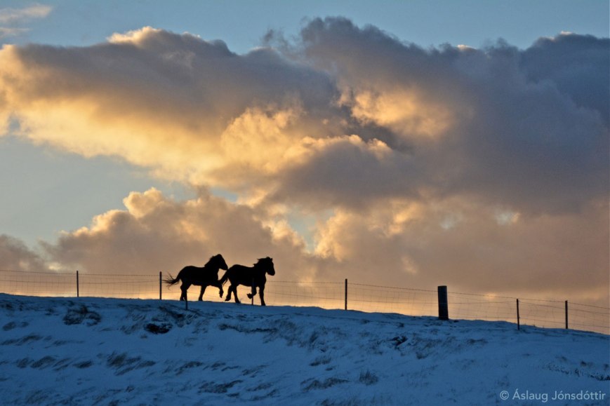 2014 26des Melaleiti