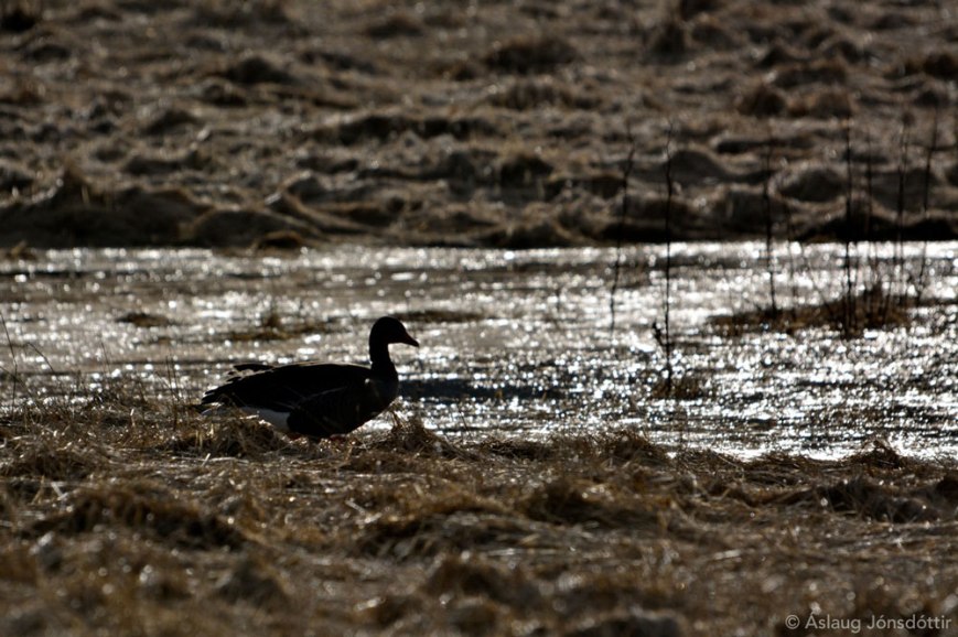 Gæs-á-Gróttu-20.03.2015