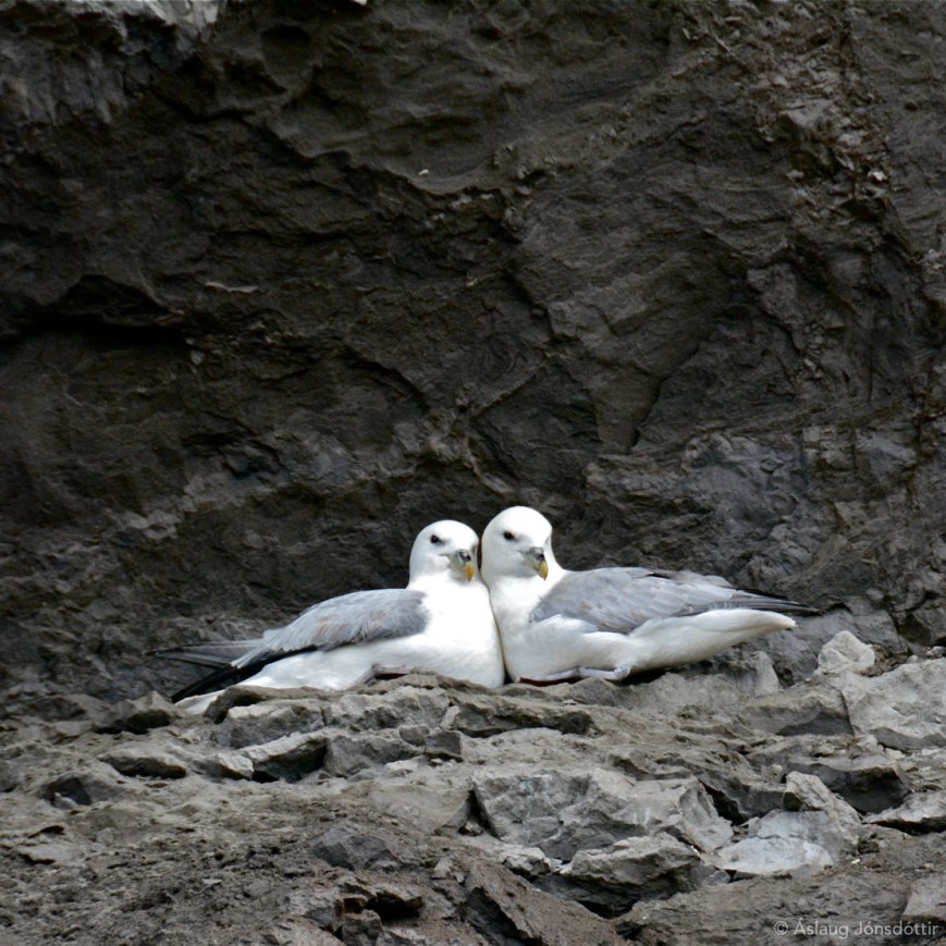 Fýll-5-4-2015-AslaugJ