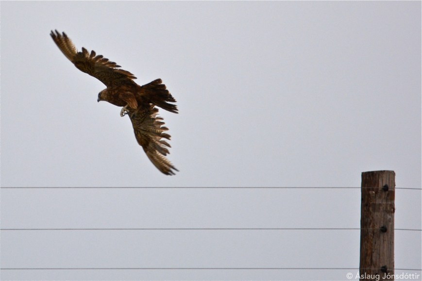 Falki 23mai2015 AslaugJ 2