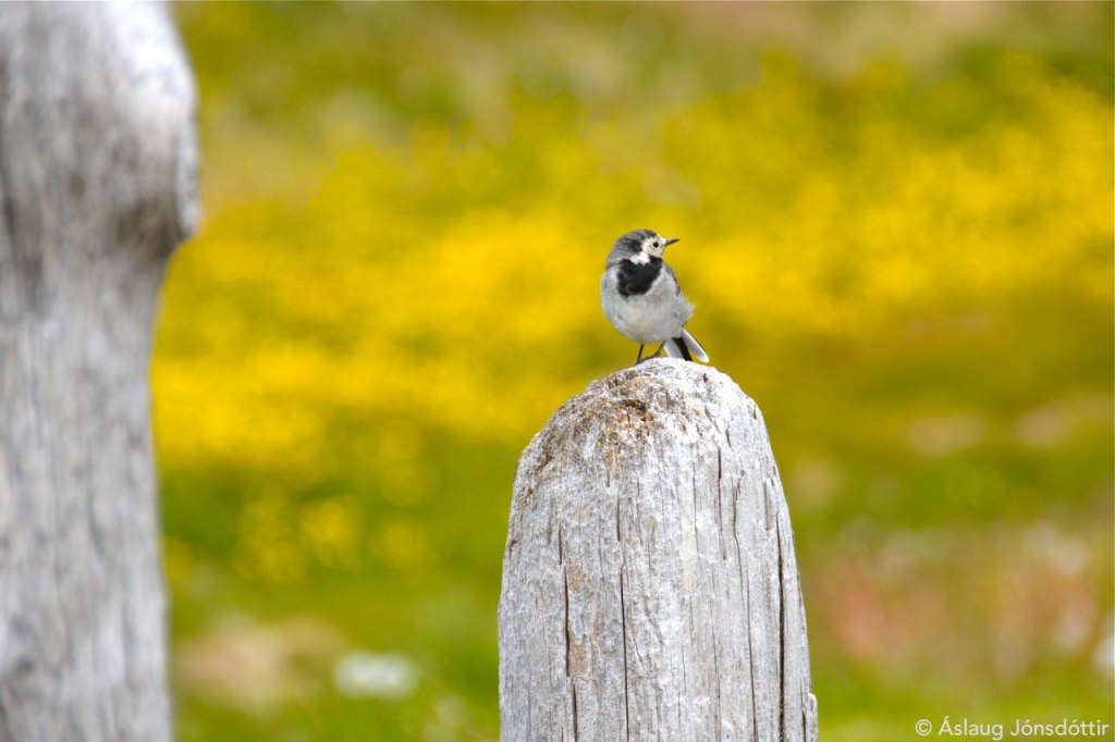 Bjarnafjordur-M-erla-27juli2015