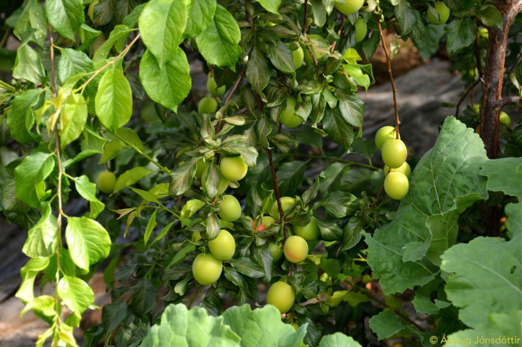 Bjarnafjordur-Svh4-27juli2015