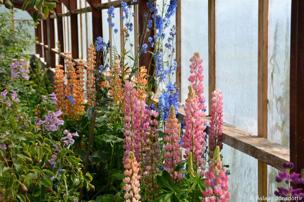 Bjarnafjordur-Svh527juli2015