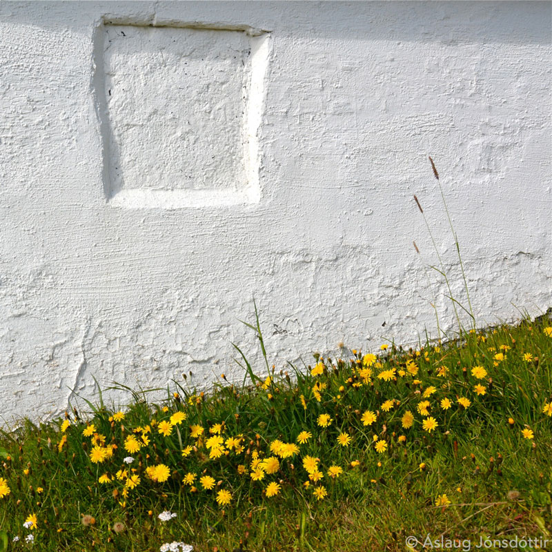 Skarifífill©AslaugJ