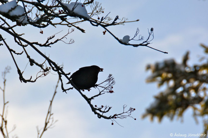 Throstur2©AslaugJ2015