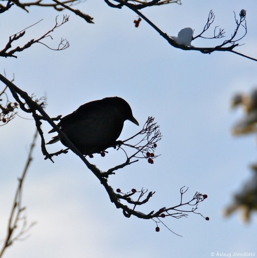 Throstur©AslaugJ2015