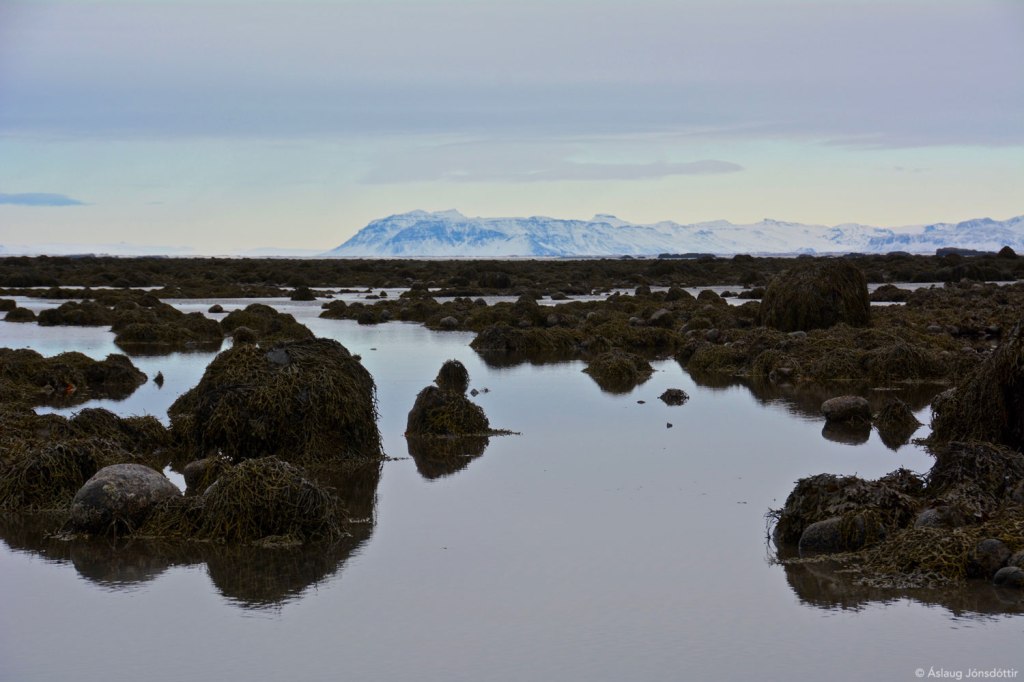 FjaranMelaleiti©AslaugJ