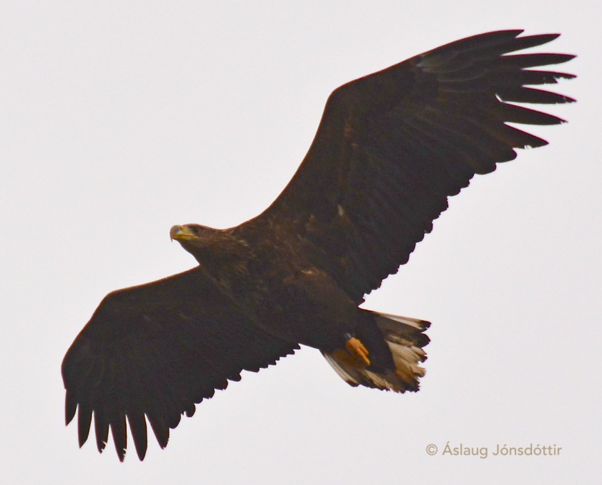 Haförn1web©AslaugJons