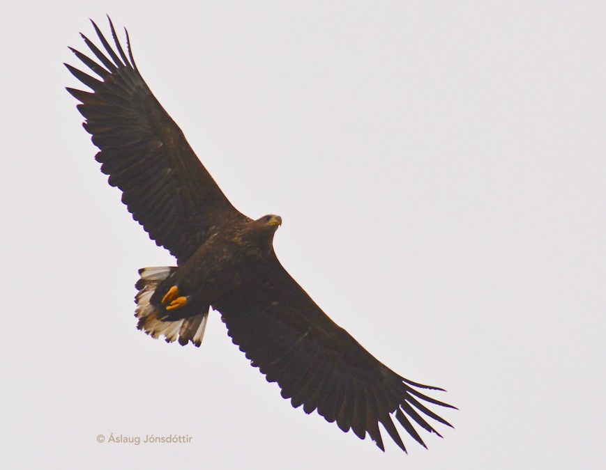 Haförn2web©AslaugJons