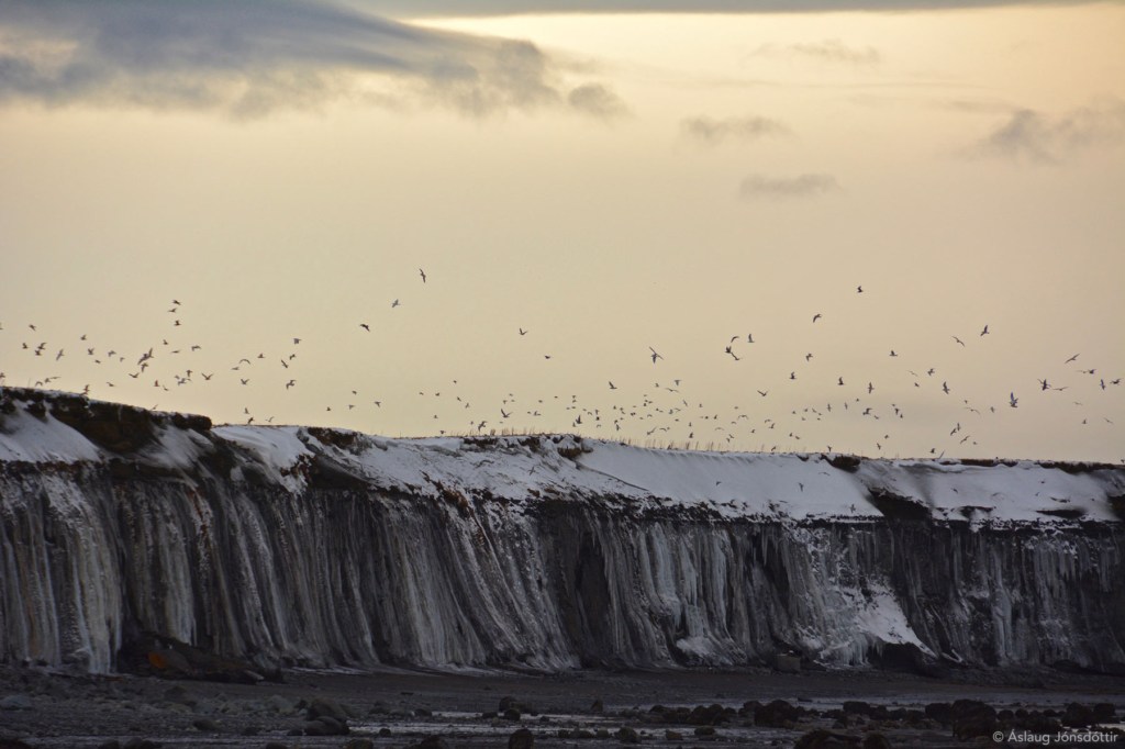 Melabakkar1©AslaugJ