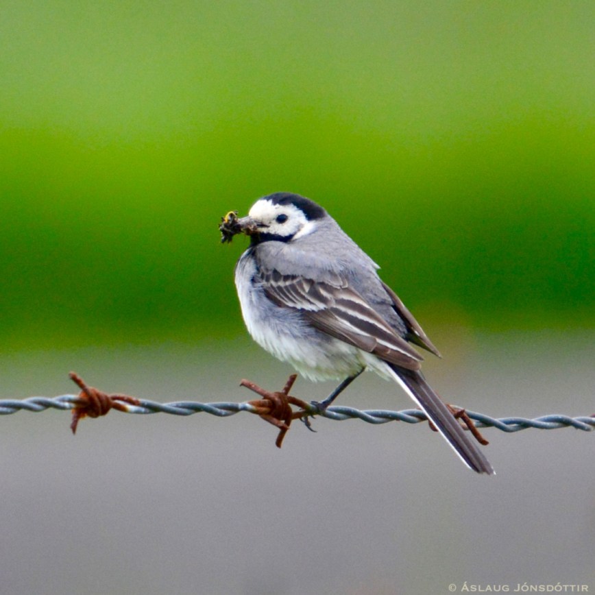 Máríuerla17jun2016©AslaugJ