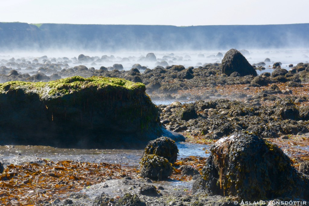 Melabakkar-3juni2016-2©AslaugJons