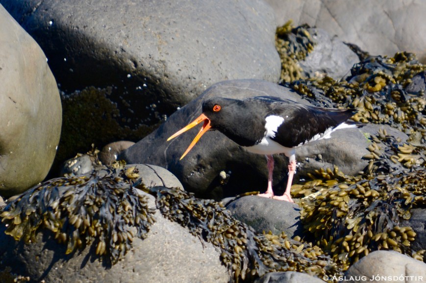 Tjaldur-©AslaugJons