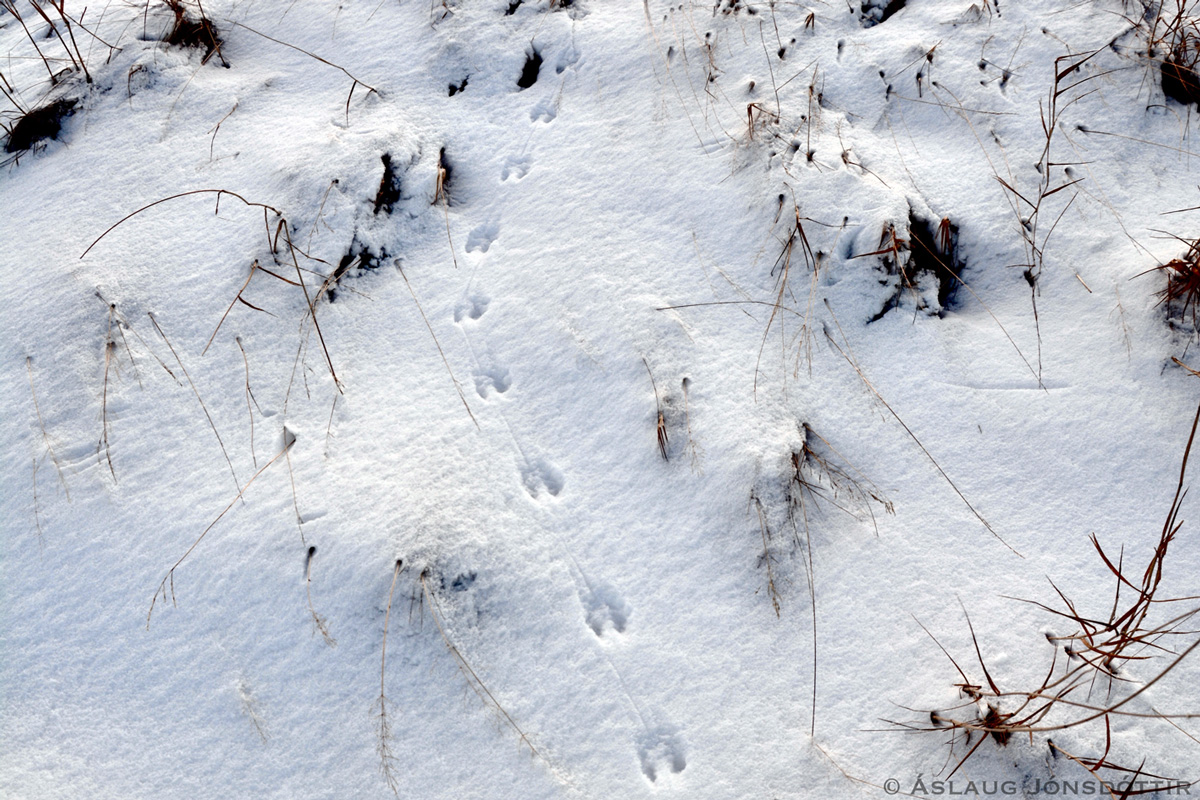 Spor eftir hagamús - aslaugj31-12-2016-12