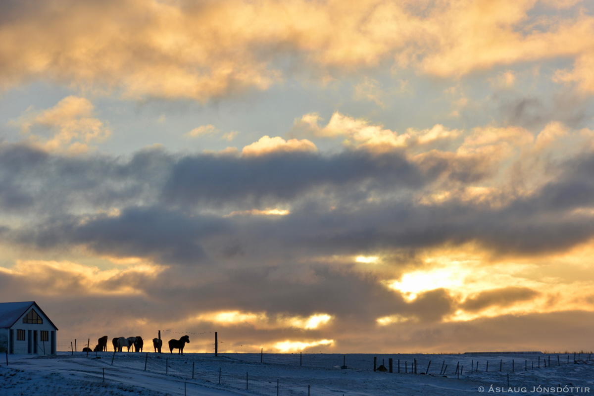 Melaleiti - Viljahestar - aslaugj31-12-2016-3