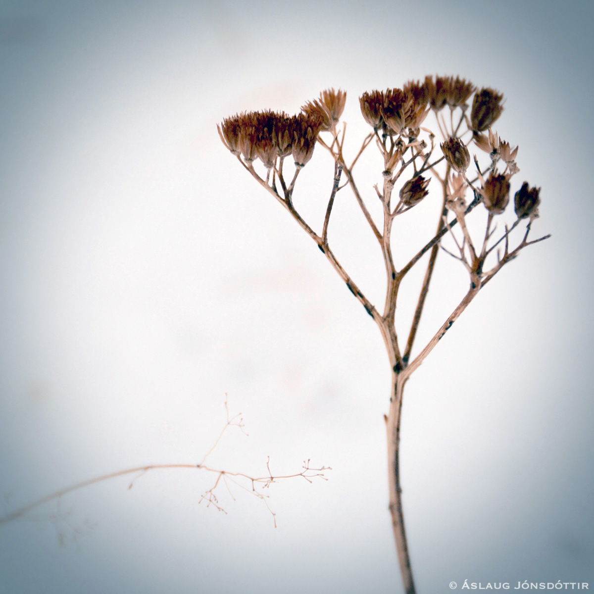 vetrarblom-1-aslaugj